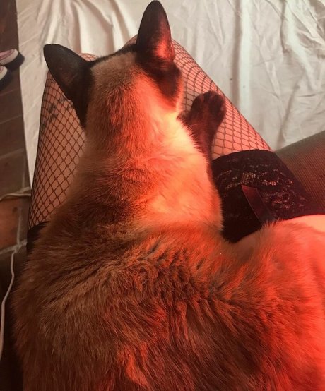 Naakte gelekte OnlyFans-foto van Locallbimbo