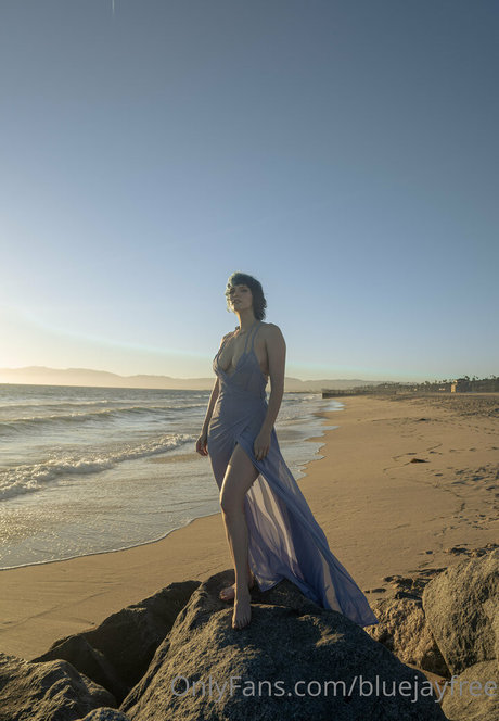 Bluejayfree