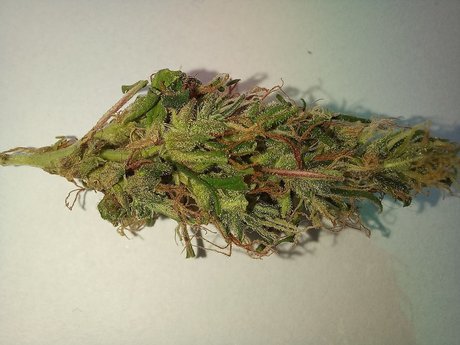 Naakte gelekte OnlyFans-foto van Rasta Maconheiro