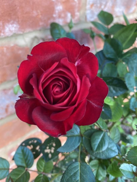Naakte gelekte OnlyFans-foto van Gardeningtips
