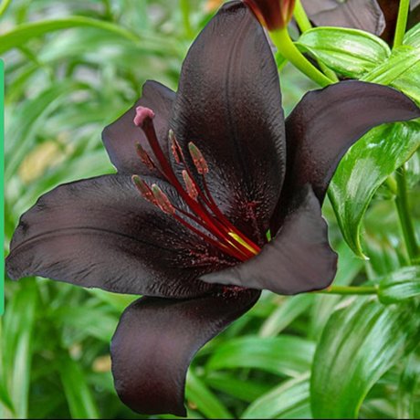 Naakte gelekte OnlyFans-foto van The Black Lily