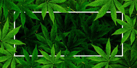 Lady Thc