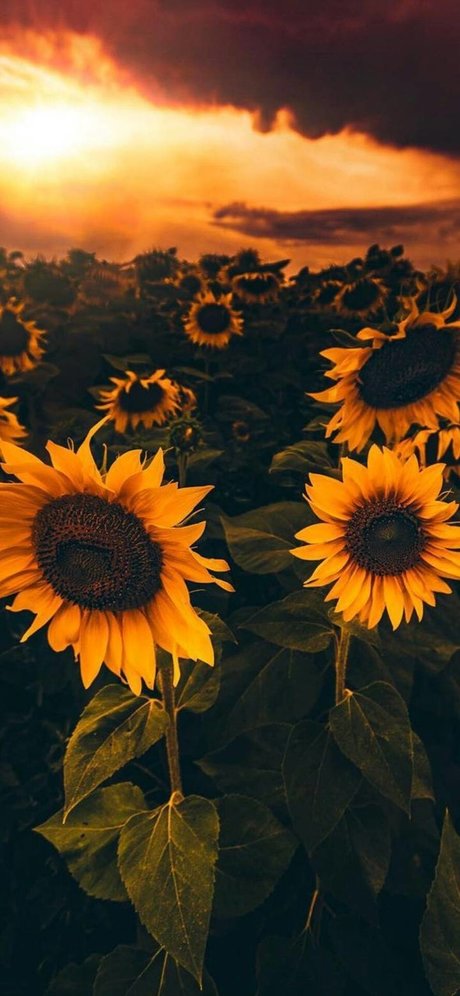 Sunflower Slt