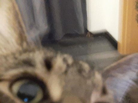 Naakte gelekte OnlyFans-foto van Onlycats