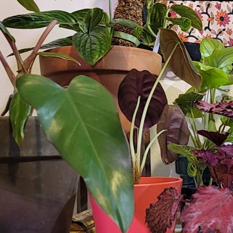 Naakte gelekte OnlyFans-foto van Plantsandnudes