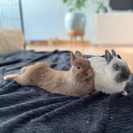 Naakte gelekte OnlyFans-foto van Ponzu Ampamp Mocha