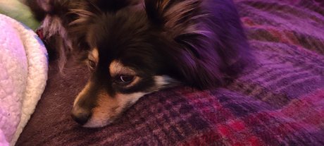 Naakte gelekte OnlyFans-foto van Pomsky Mom