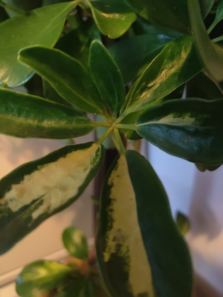 S1utty Shrubbery