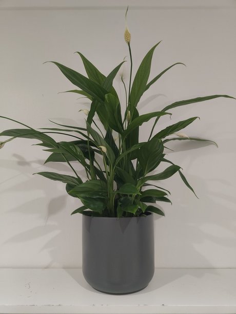 Naakte gelekte OnlyFans-foto van S1utty Shrubbery