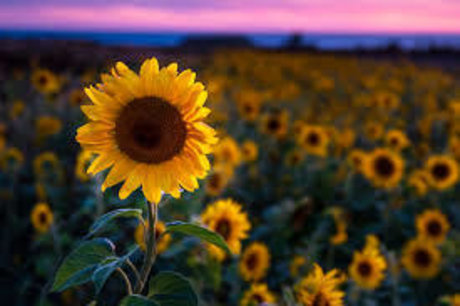 Naakte gelekte OnlyFans-foto van Sunflower Skies