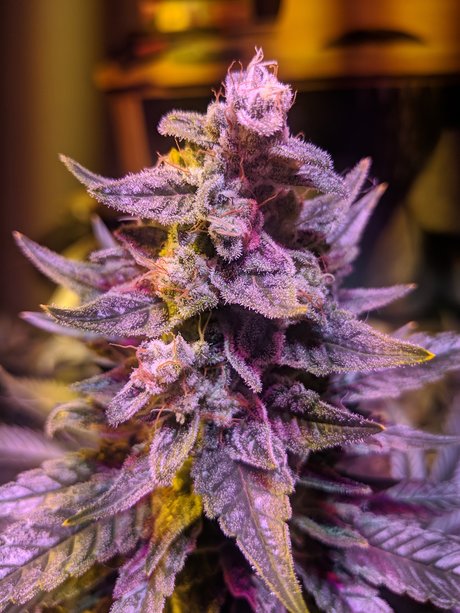 Naakte gelekte OnlyFans-foto van Ganja Farmer