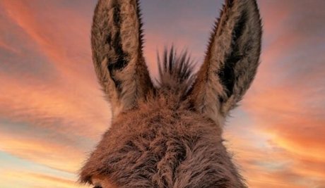 Naakte gelekte OnlyFans-foto van Burro Donkey