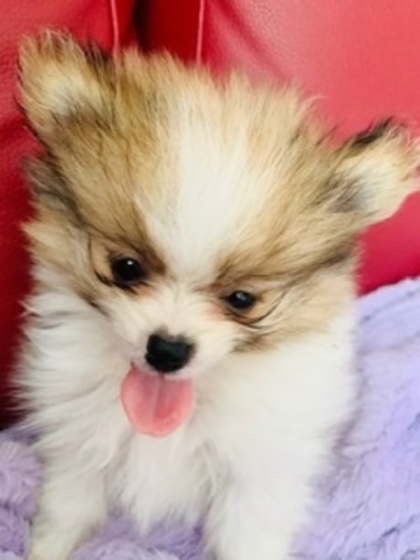 Kaju