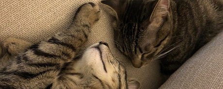 Naakte gelekte OnlyFans-foto van Naughty Kittens