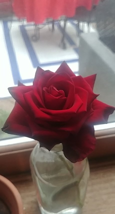 Naakte gelekte OnlyFans-foto van Rose