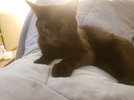 Naakte gelekte OnlyFans-foto van Pika Good Boy
