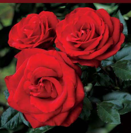 Naakte gelekte OnlyFans-foto van Rose Mystik