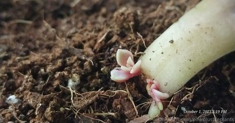 Pinkplushieplants