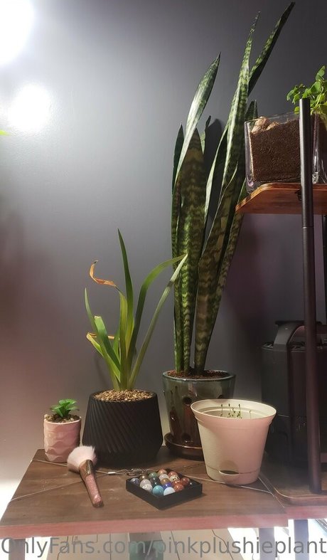 Naakte gelekte OnlyFans-foto van Pinkplushieplants