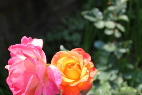 Avibphotos