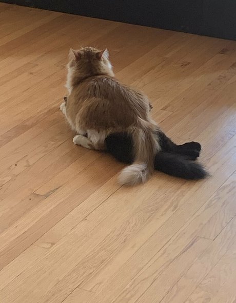 Cutiekatw