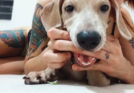 Camilaferreirai