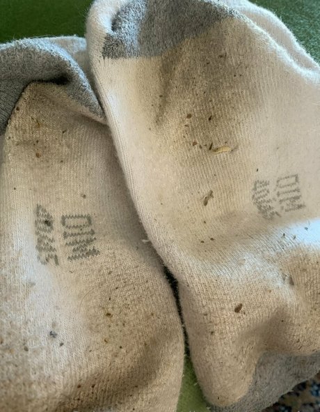 Dirtysockscousins