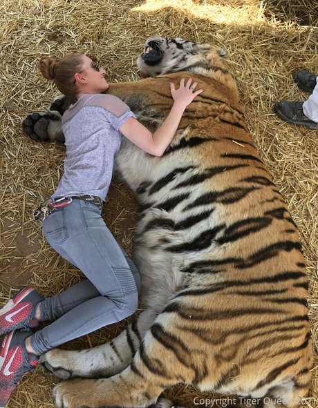 Tigerqueen